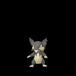 Rattata
