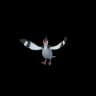 Tranquill Pokemon Go In-game Sprite