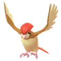 Tauboga (Pidgeotto)
                      
                       Image