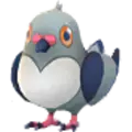 Pidove
                      
                       Shiny Image