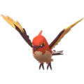 Fletchinder
                      
                       Shiny Image