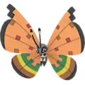 Vivillon
                       - Dürre
                       Image