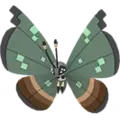 Vivillon
                       - Dschungel
                       Image