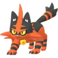 Torracat
                      
                       Image